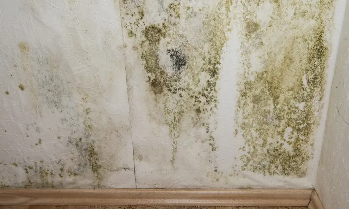 Moisissure verte et noire sur un mur blanc, signe d'air trop humide. Symptômes d'un problème d'humidité à ne pas ignorer.