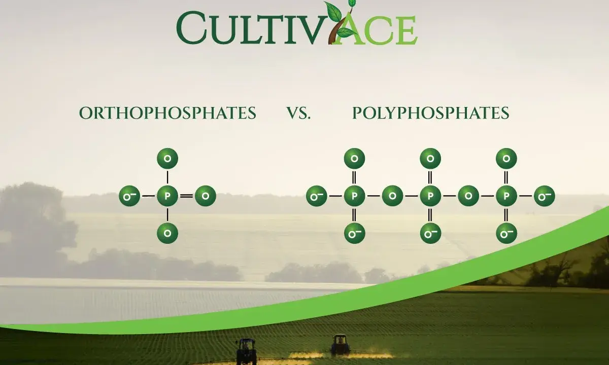 Comparaison entre orthophosphates et polyphosphates. Le danger des polyphosphates pour les cultures est souligné par leur structure complexe.