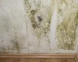 Moisissure verte et noire sur un mur blanc, signe d'air trop humide. Symptômes d'un problème d'humidité à ne pas ignorer.