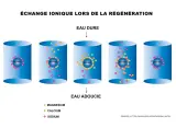 Schéma illustrant l'échange ionique dans un adoucisseur d'eau. La régénération adoucisseur tous les combien de temps dépend de la saturation des résines en calcium et magnésium.