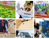 Un tuyau transparent relie un système de refroidissement à un aquarium.