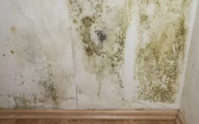 Moisissure verte et noire sur un mur blanc, signe d'air trop humide. Symptômes d'un problème d'humidité à ne pas ignorer.