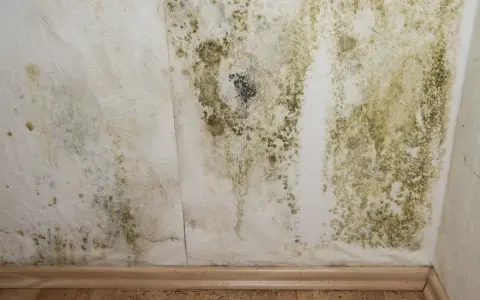 Moisissure verte et noire sur un mur blanc, signe d'air trop humide. Symptômes d'un problème d'humidité à ne pas ignorer.