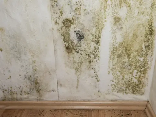 Moisissure verte et noire sur un mur blanc, signe d'air trop humide. Symptômes d'un problème d'humidité à ne pas ignorer.