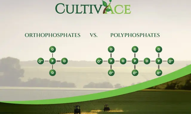 Comparaison entre orthophosphates et polyphosphates. Le danger des polyphosphates pour les cultures est souligné par leur structure complexe.