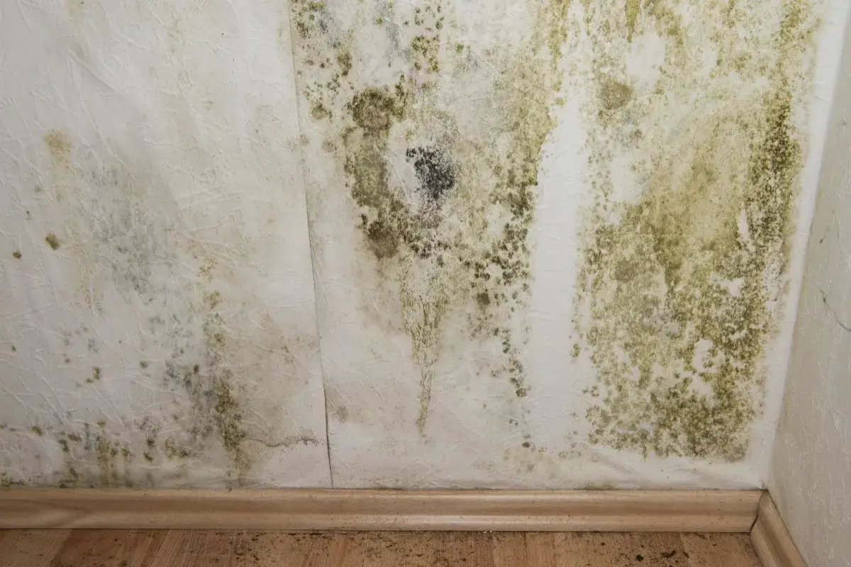 Moisissure verte et noire sur un mur blanc, signe d'air trop humide. Symptômes d'un problème d'humidité à ne pas ignorer.