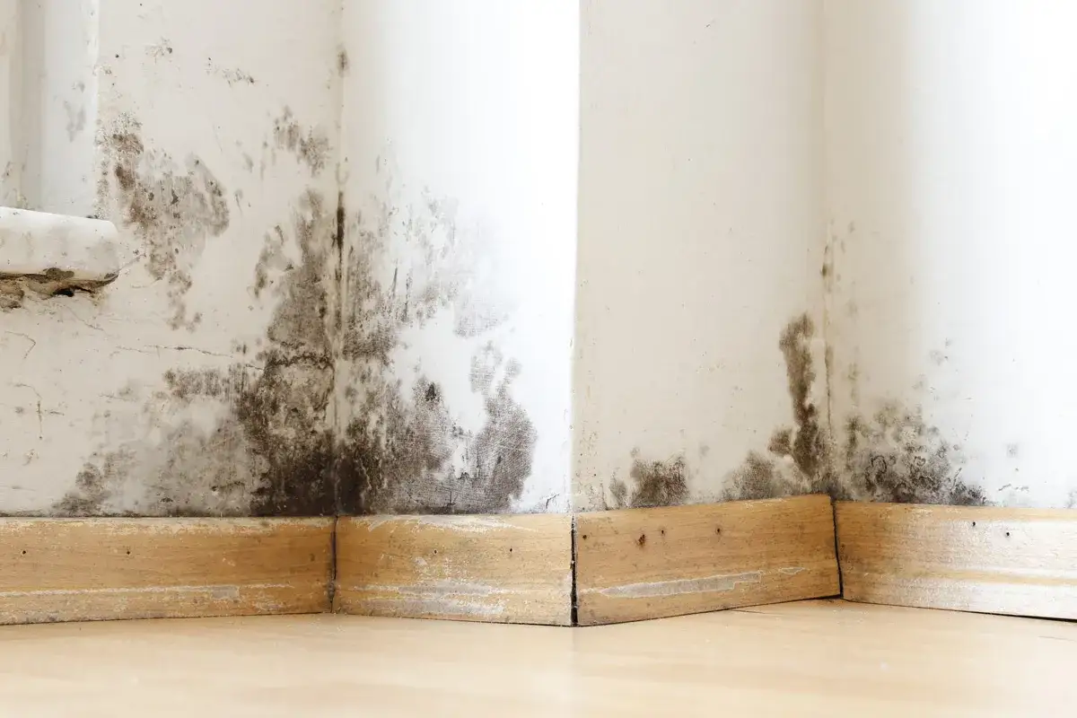 Moisissure sur les murs d'une maison humide. Que faire pour y remédier ?