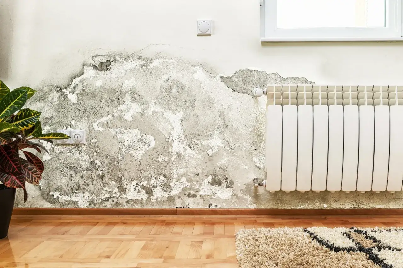 Moisissure sur un mur, signe d'air trop humide. Symptômes d'un problème d'humidité à ne pas ignorer.