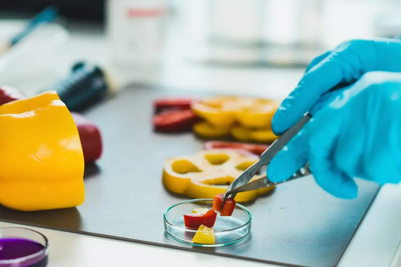 Prise d'&eacute;chantillon de poivrons coup&eacute;s en d&eacute;s dans une bo&icirc;te de P&eacute;tri, dans un laboratoire.