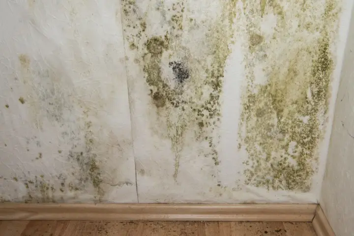 Moisissure verte et noire sur un mur blanc, signe d'air trop humide. Symptômes d'un problème d'humidité à ne pas ignorer.